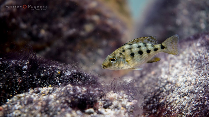 Fossorochromis rostratus